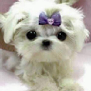 Meet your Posher, Freddie